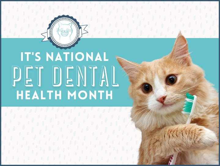 National Pet Dental Health Month