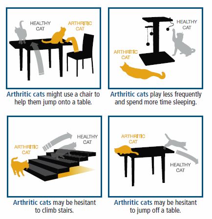 Arthritic cat vs healthy cat